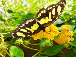 Motýlia záhrada Liptovský Mikuláš
